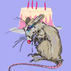 rat with cake