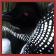 Loon Relfections