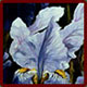 Blue Iris