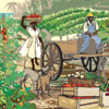 farm